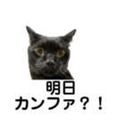 医療ネコズ（個別スタンプ：1）