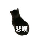 医療ネコズ（個別スタンプ：4）