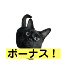 医療ネコズ（個別スタンプ：7）