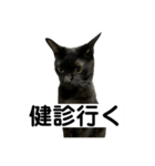 医療ネコズ（個別スタンプ：8）