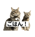 キジトラエブリデイ（個別スタンプ：5）