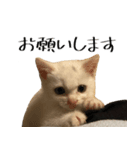我が家のちょっと変わったねこたち（個別スタンプ：1）
