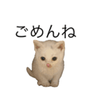 我が家のちょっと変わったねこたち（個別スタンプ：2）