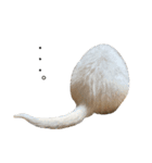 我が家のちょっと変わったねこたち（個別スタンプ：3）
