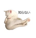 我が家のちょっと変わったねこたち（個別スタンプ：4）