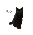 我が家のちょっと変わったねこたち（個別スタンプ：5）
