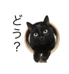 我が家のちょっと変わったねこたち（個別スタンプ：6）