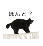 我が家のちょっと変わったねこたち（個別スタンプ：7）
