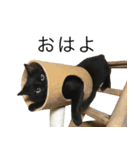 我が家のちょっと変わったねこたち（個別スタンプ：8）