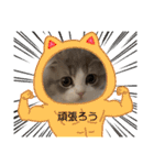 スコティッシュのメルちゃん（個別スタンプ：13）