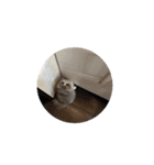 スコティッシュのメルちゃん（個別スタンプ：21）