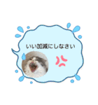 スコティッシュのメルちゃん（個別スタンプ：24）