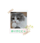スコティッシュのメルちゃん（個別スタンプ：34）