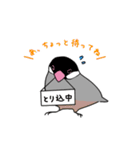 落書き文鳥（個別スタンプ：17）