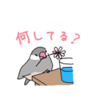 落書き文鳥（個別スタンプ：24）