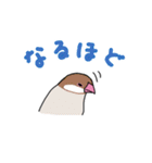 落書き文鳥（個別スタンプ：31）