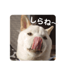 ワン太マメ太の日常3（個別スタンプ：2）