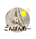 ワン太マメ太の日常3（個別スタンプ：6）