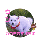 ワン太マメ太の日常3（個別スタンプ：7）