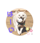 ワン太マメ太の日常3（個別スタンプ：9）