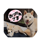 ワン太マメ太の日常3（個別スタンプ：11）