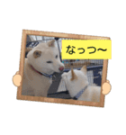 ワン太マメ太の日常3（個別スタンプ：16）