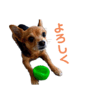 あたちのmix犬9（個別スタンプ：1）