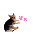 あたちのmix犬9（個別スタンプ：2）