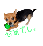 あたちのmix犬9（個別スタンプ：5）