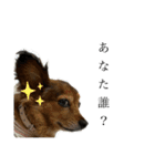 ばんびとねこたちの日常（個別スタンプ：3）