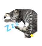 ばんびとねこたちの日常（個別スタンプ：11）