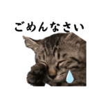 ばんびとねこたちの日常（個別スタンプ：12）