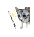 ばんびとねこたちの日常（個別スタンプ：14）