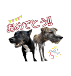 イヌズ（個別スタンプ：3）