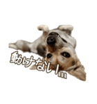 イヌズ（個別スタンプ：4）