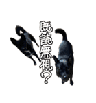 イヌズ（個別スタンプ：12）