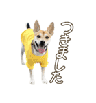 イヌズ（個別スタンプ：13）