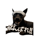 イヌズ（個別スタンプ：20）