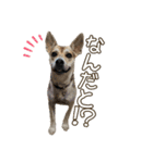 イヌズ（個別スタンプ：28）