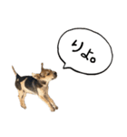 イヌズ（個別スタンプ：30）