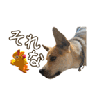 イヌズ（個別スタンプ：32）