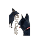 イヌズ（個別スタンプ：33）