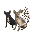 イヌズ（個別スタンプ：34）