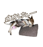 イヌズ（個別スタンプ：35）