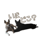 イヌズ（個別スタンプ：38）