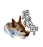 イヌズ（個別スタンプ：40）