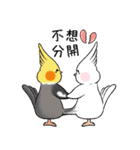 オウム恋愛中 ニンフ＆パン｜Ambird（個別スタンプ：13）