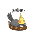 オウム恋愛中 ニンフ＆パン｜Ambird（個別スタンプ：17）