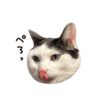 ゆに猫リアル編（個別スタンプ：1）
