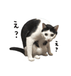 ゆに猫リアル編（個別スタンプ：2）
